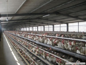 Bajo costo nave industrial estructura de acero de construcción diseño <span class=keywords><strong>granja</strong></span> avícola arrojar gallinero para capas - Product Image 3