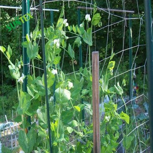15CM di dimensione del foro bianco PP elasticizzato in plastica da giardino a traliccio rete di supporto per piante vegetali - Product Image 4
