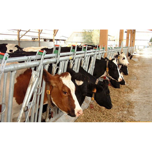 Umanizzato Dairy zincato bestiame fattoria <span class=keywords><strong>headlock</strong></span> - Product Image 1