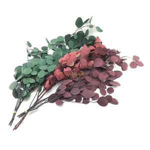 Foglie Verdi per Decorazione, Eucalipto Essiccato, Pianta da Tavolo - Product Image 1