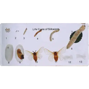 LIFE CYCLE of Silkworm ตัวอย่างสำหรับการสอน