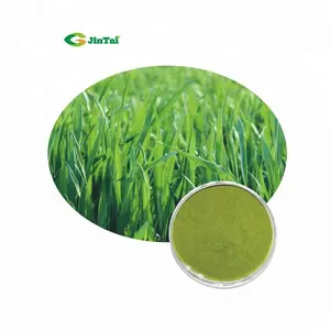 Wheatgrass 모종 분말 주스 밀 잔디 분말 유기 wheatgrass 분말