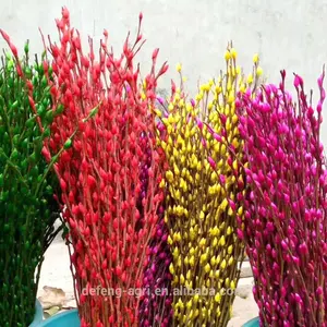 High quality fresh cut flowers pussy willow cut flower prices chinese supplier