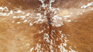 Cow Hide Rug - Product Image 4