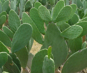 De alta calidad de <span class=keywords><strong>Hoodia</strong></span> <span class=keywords><strong>Gordonii</strong></span> polvo de extracto de <span class=keywords><strong>Hoodia</strong></span> <span class=keywords><strong>Gordonii</strong></span> - Product Image 3