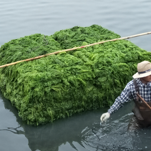 <span class=keywords><strong>Algues</strong></span> <span class=keywords><strong>vertes</strong></span> <span class=keywords><strong>comestibles</strong></span> fraîches Ulva,Aonori Ulva Nori Seaweed - Product Image 5