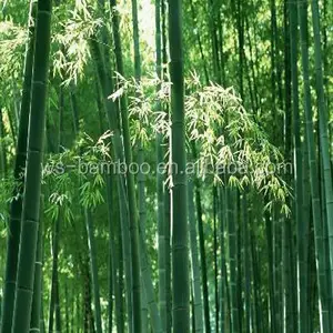 Bambu para o crescimento da planta