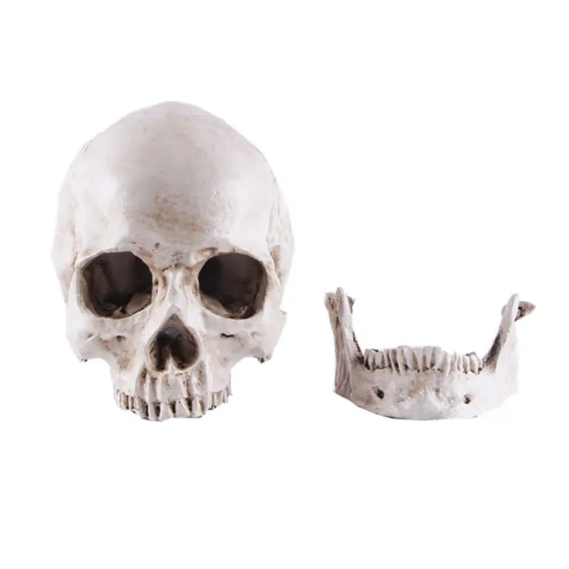 Halloween resin skulls heads for decoration