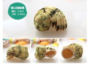 Venta directa <span class=keywords><strong>de</strong></span> fábrica, conchas <span class=keywords><strong>de</strong></span> <span class=keywords><strong>Caracol</strong></span> mezcladas naturales para cangrejo ermitaño - Product Image 3