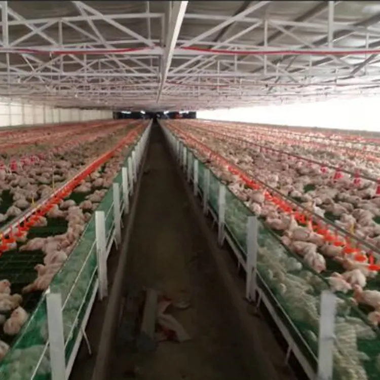 Ferme de poulet industrielle, à bas prix, construction de ferme de volaille, du pakistan,