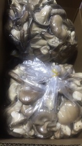 Detan congelados Pleurotus ostreatus/Nombres de hongos comestibles - Product Image 2