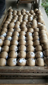 Pyro แสดงเปลือกกระดาษเทปลูกเครื่องห่อ - Product Image 5