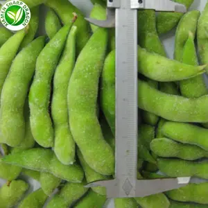 Peeled China Frozen Edamame Beans Kernel IQF Green Soybean Bulk Organic Freeze Freezing Wholesale Price