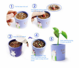 Oemplant kırmızı sihirli fasulye bitki büyüyen kelime mesaj fasulye için yenilik hediye - Product Image 5