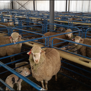 <span class=keywords><strong>Prefab</strong></span> Nhà Kết Cấu Thép Cừu <span class=keywords><strong>Barn</strong></span> Đổ - Product Image 6