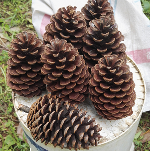 Décorations de Noël en cône de pin naturel de marque HE, <span class=keywords><strong>pas</strong></span> <span class=keywords><strong>cher</strong></span>, avec couleur personnalisée, taille 2-20 cm, MOQ 500 pièces - Product Image 5