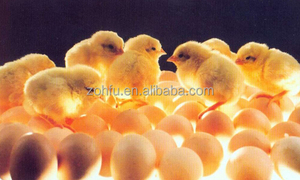 Tự động <span class=keywords><strong>Setter</strong></span> trứng ấp trứng gia cầm giá rẻ - Product Image 3