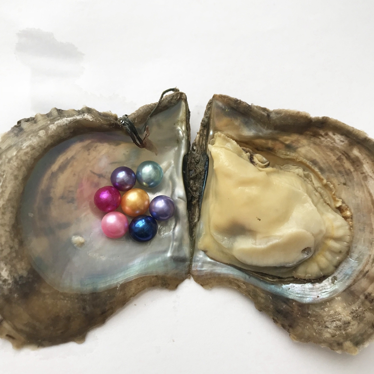 6-7ミリメートルAAA Akoya Near Round Sea Water Pearl Oyster With Pearl