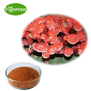 Health polysaccharides Organic Lingzhi Mushroom Ganoderma Lucidum Extract Powder Herbal Tea