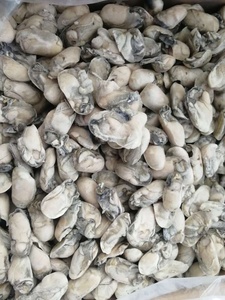 Congelados oyster <span class=keywords><strong>carne</strong></span> de calidad superior vivía oyster - Product Image 5