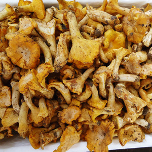 Detan Frais Chanterelles Champignons Sauvages <span class=keywords><strong>Prix</strong></span> - Product Image 5