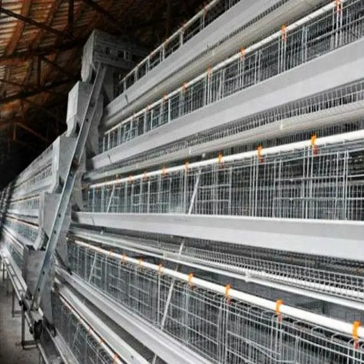 chicken egg layer cages