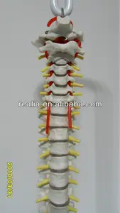 Vida tamaño Flexible de plástico columna modelo con el músculo de inserción