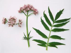 100% raízes <span class=keywords><strong>valerianae</strong></span> seca puras do <span class=keywords><strong>radix</strong></span> <span class=keywords><strong>valerian</strong></span> - Product Image 6