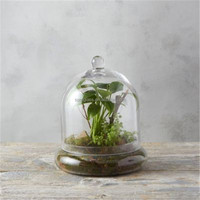 Cloches en verre transparentes pour plantes, comme un plateau pour plantes sous cloche