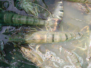 Additifs Alimentaires Biologiques Probiotiques pour Crevettes : Acides Aminés et Conservateurs pour Bassins d'Aquaculture – Élimine les Polluants Nocifs et les Déchets - Product Image 4