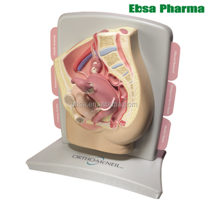 Persediaan Mengajar Manusia <span class=keywords><strong>Model</strong></span> Panggul Perempuan Kesehatan Medis canggih - Product Image 1