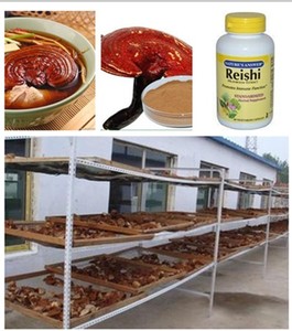 <span class=keywords><strong>Hongo</strong></span> <span class=keywords><strong>reishi</strong></span> extracto Natural con el mejor precio - Product Image 3