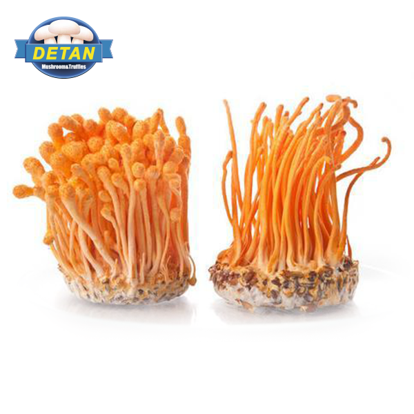 Свежий Кордицепс Detan, цена