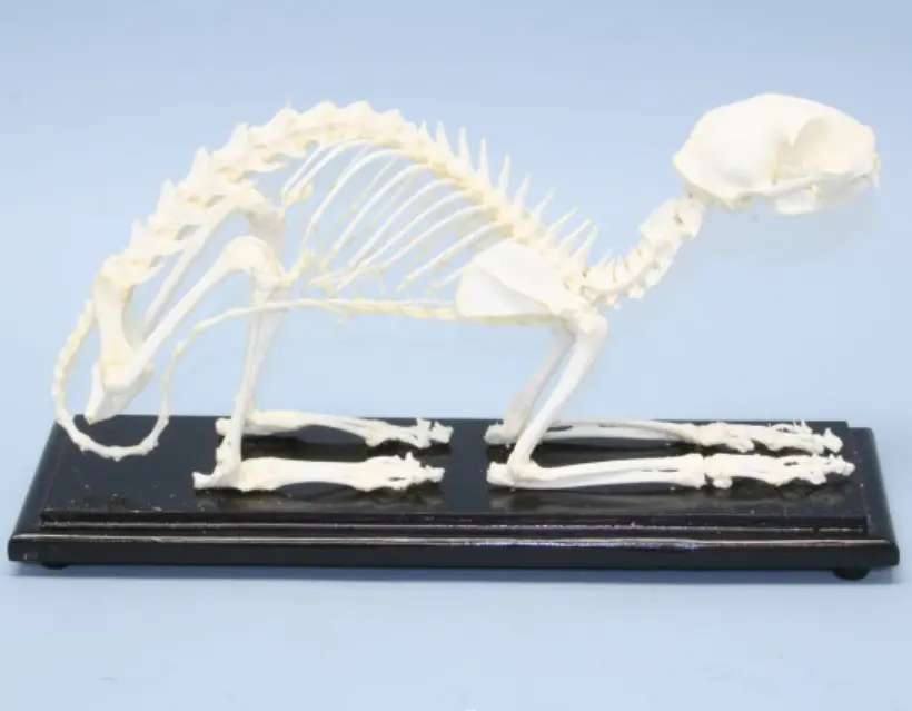 HM-BD-259 FISH SKELETON NATURAL BONEモデルFISH SKELETONモデルANATOMICAFISH SKELETONモデル