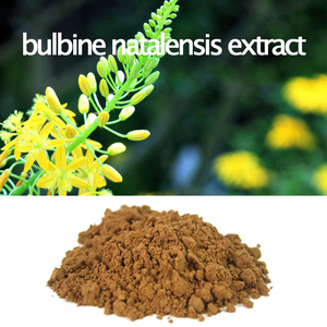 Fornecimento de Fábrica HONGDA de Pó de Bulbine Natalensis, Extrato de Bulbine Natalensis - Product Image 2