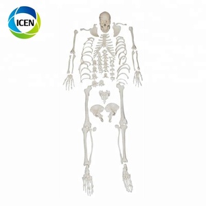 Di-101 Rumah Sakit Peralatan Medis Yang Disartikulasi Seluruh Tubuh Kerangka Model Kerangka Yang Disartikulasi dengan Tengkorak - Product Image 1