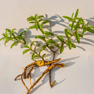 Yüksek Kaliteli GMP standart Scutellaria Baicalensis Özü <span class=keywords><strong>Baicalein</strong></span>/CAS: 491-67-8 - Product Image 6