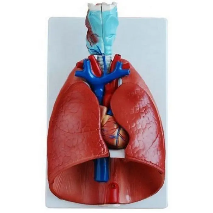 High Quality Medical Human Larynx Heart Lung Model