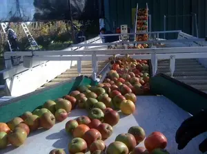 Mermelada de frutas de la línea de producción/apple y pasta de tomate de línea de procesamiento