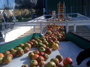Ligne de production de la confiture de fruits, pour les pommes et les tomates, traitement de la pâte, m - Product Image 5
