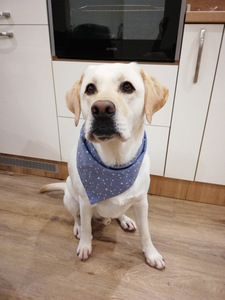 Hot Selling Double Layer Two-sided Print Pattern <strong>Dog</strong> <strong>Bandana</strong> - Product Image 6