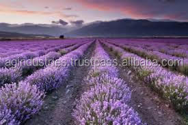 น้ำมันหอมระเหยลาเวนเดอร์จากฝรั่งเศสทำจากธรรมชาติบริสุทธิ์100% ขายส่ง - Product Image 6