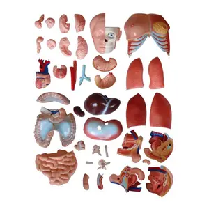 Model Torso Medis Anatomi 23 Bagian Model Ukuran Hidup 85Cm dengan Organ Yang Dapat Dilepas untuk Perlengkapan Mengajar Siswa - Product Image 5