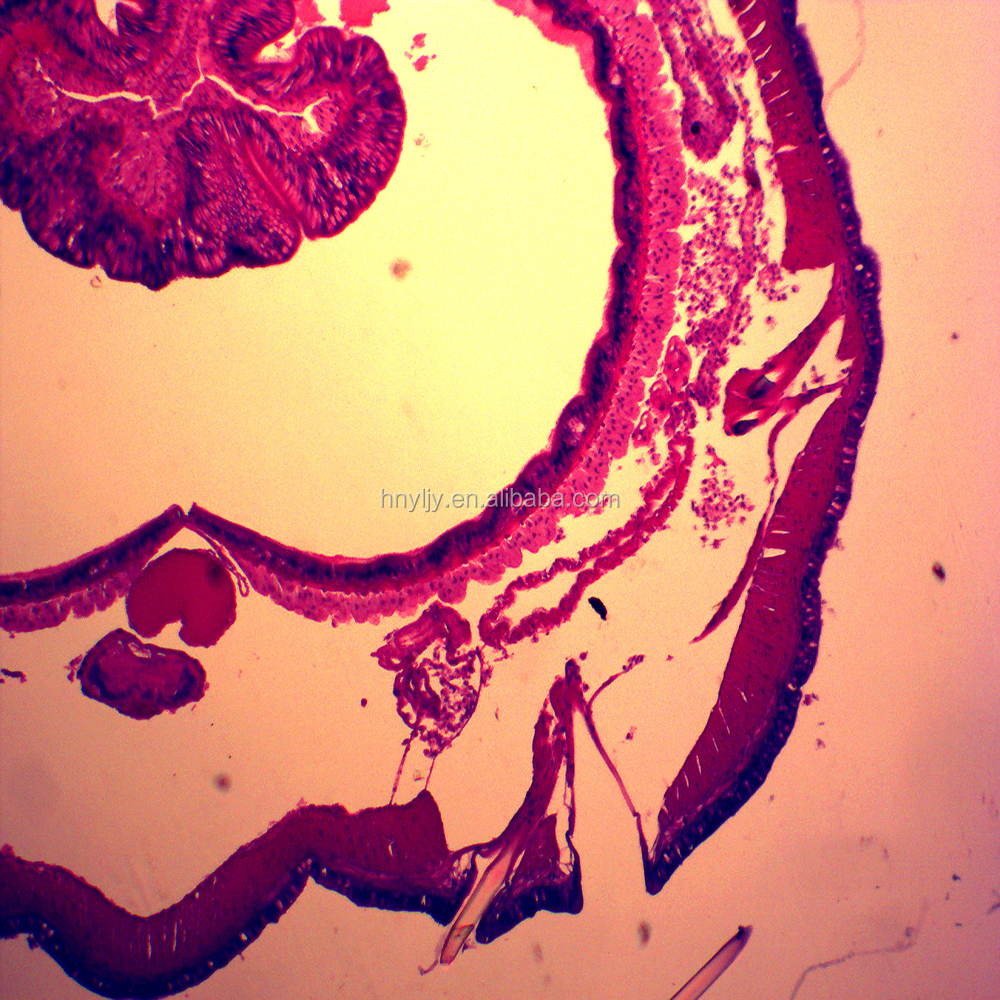 V-GG011 оптовая продажа Скелет животного в натуральную величину встроенный образца лягушка Скелет высокая прозрачность смолы образца для обучения