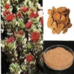 Rhodiola Rosea Chiết Xuất Thực Vật Chiết Xuất Mẫu Miễn Phí 10-20G Chiết Xuất Thảo Dược Gốc Bột Mịn 100% Tự Nhiên