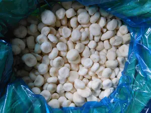 High Quality IQF Frozen Vegetables Water Chestnuts Slices