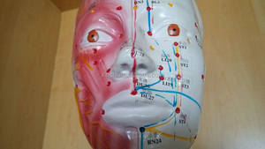 Deluxe akupunktur modeli 178cm - Product Image 3