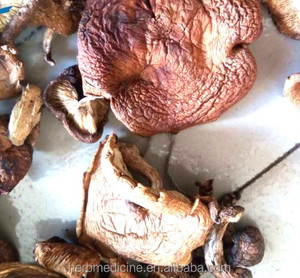 식용 버섯 말린 야생 Lentinus edodes Berk 노래 곰팡이 판매