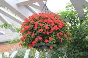 <span class=keywords><strong>Vasi</strong></span> per Giardino Verticale per Decorazione Stradale, Cesto Sospeso Autoirrigante per Fiori Non Rivestito SL-Y040 <span class=keywords><strong>in</strong></span> <span class=keywords><strong>Plastica</strong></span>, 10 Pezzi - Product Image 3