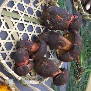 Detan salvaje <span class=keywords><strong>boletus</strong></span> setas por mayor precios - Product Image 5